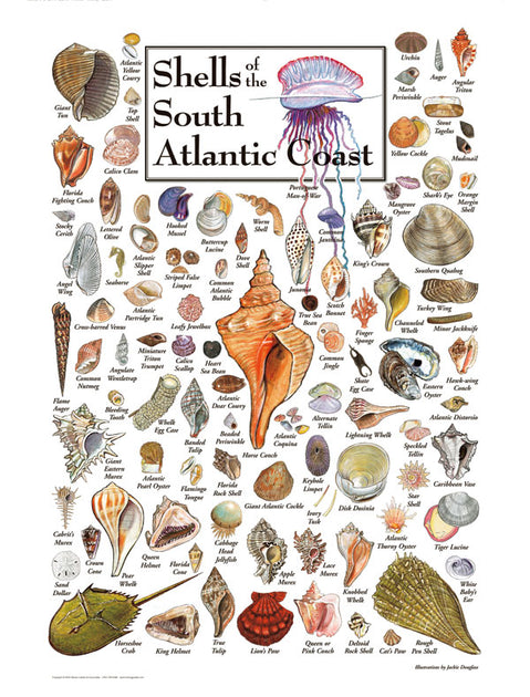 SHELLS OF THE SOUTH ATLANTIC COAST PUZZLE | The Christmas House