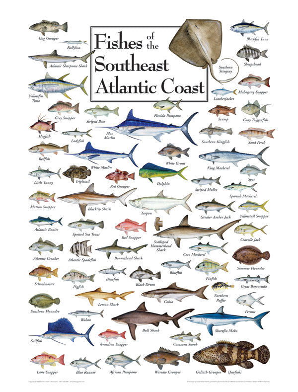 FISHES OF THE SOUTHEAST ATLANTIC COAST PUZZLE