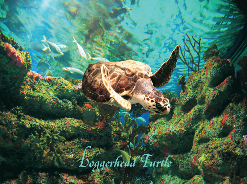 LOGGERHEAD TURTLE PUZZLE