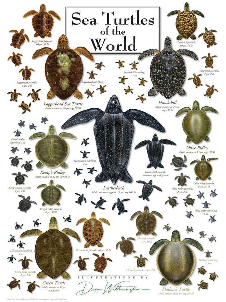 SEA TURTLES OF THE WORLD PUZZLE